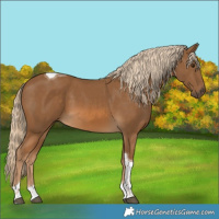 Horse Color:Chocolate Palomino Tobiano 