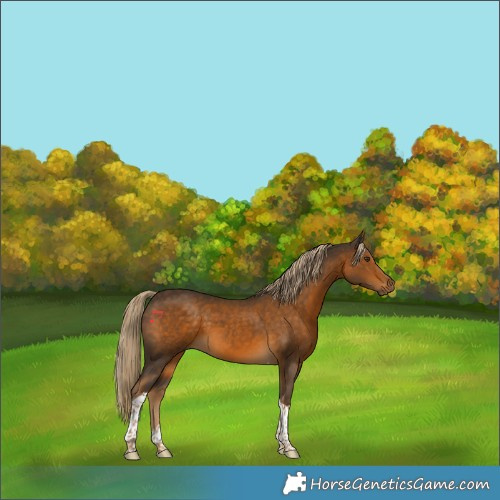 Horse Color:Chocolate Palomino Tobiano 
