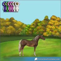 Horse Color:Chocolate Palomino Tobiano 