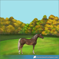 Horse Color:Chocolate Palomino Tobiano 