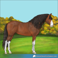 Horse Color:White Spotted Bay 