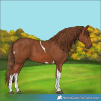 Horse Color:White Spotted Chestnut Tobiano 