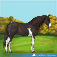 Horse Color:White Spotted Liver Chestnut Tobiano 