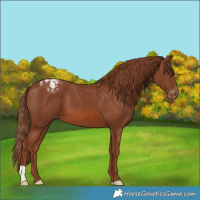 Horse Color:Chestnut Varnish