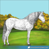 Horse Color:Black Leopard 