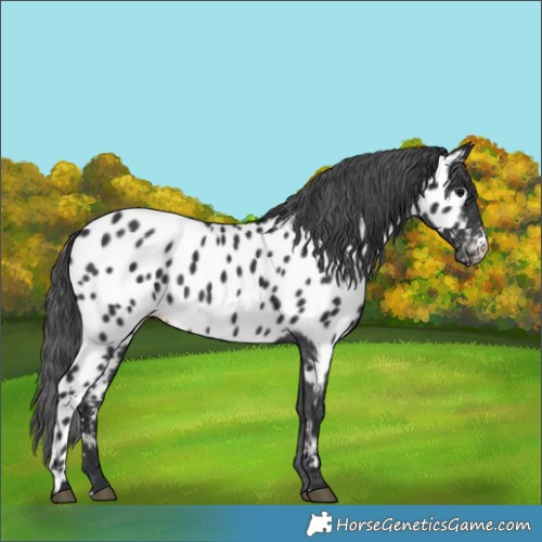 Horse Color:Black Sabino Appaloosa 