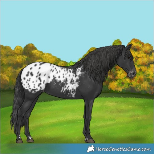Horse Color:Black Appaloosa 