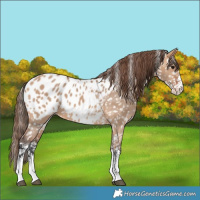 Horse Color:Bay Dun Sabino Blanket 