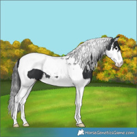 Horse Color:Black Splash Tobiano 