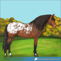 Horse Color:Bay Blanket 