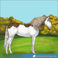 Horse Color:Chocolate Palomino Splash Frame 
