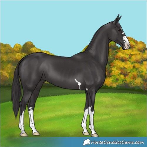 Horse Color:Smoky Black 