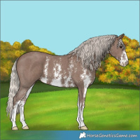 Horse Color:Silver Black Sabino 