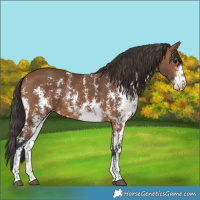 Horse Color:Bay Sabino 