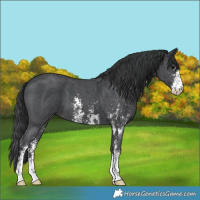 Horse Color:Black Sabino 