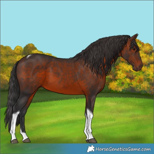Horse Color:Brown Tobiano 