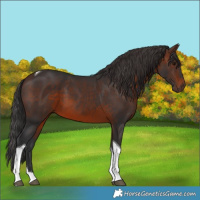 Horse Color:Brown Tobiano