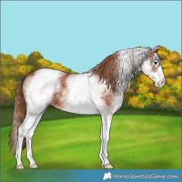Horse Color:White Spotted Chestnut Splash 
