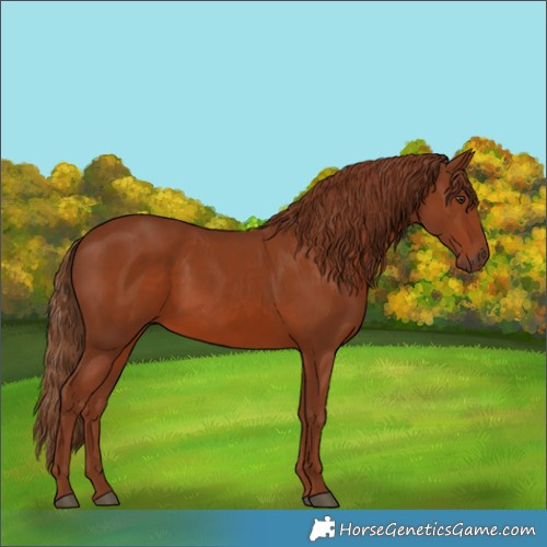Horse Color:Chestnut 