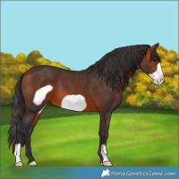 Horse Color:Bay Frame 
