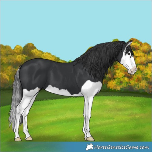 Horse Color:Black Splash 