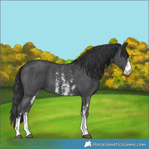 Horse Color:Black Sabino 