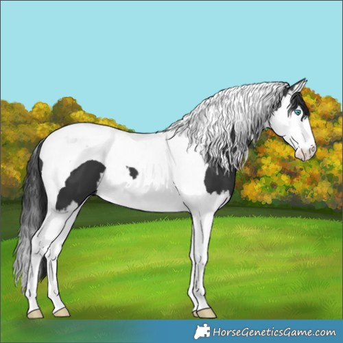 Horse Color:Black Splash Tobiano 