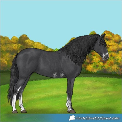 Horse Color:Black Sabino 