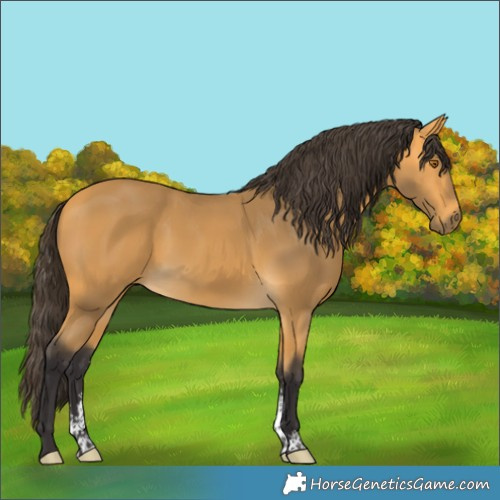 Horse Color:Buckskin Sabino 