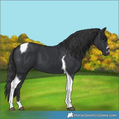 Horse Color:Black Tobiano 