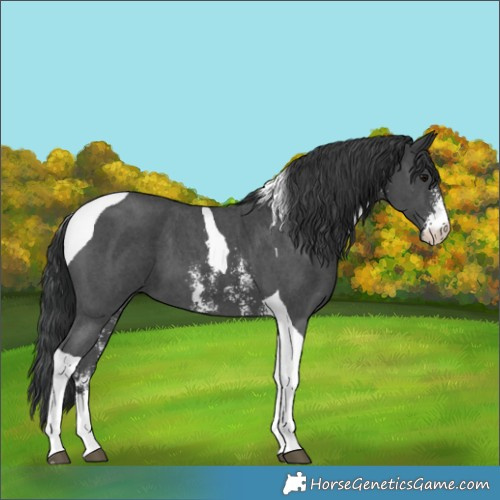 Horse Color:Black Sabino Tobiano 