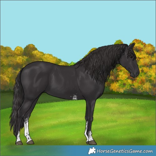 Horse Color:Smoky Black Sabino 