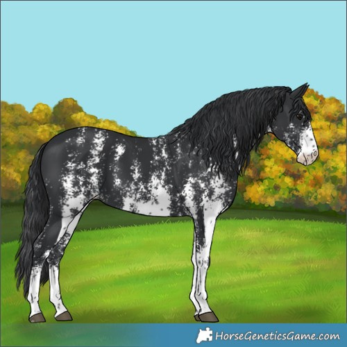 Horse Color:Black Sabino 