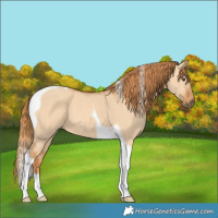 Horse Color:Red Dun Tobiano 