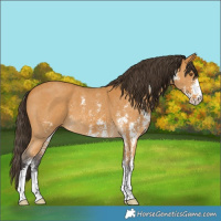 Horse Color:Buckskin Sabino 