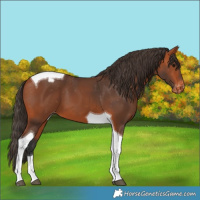 Horse Color:Bay Tobiano Appaloosa