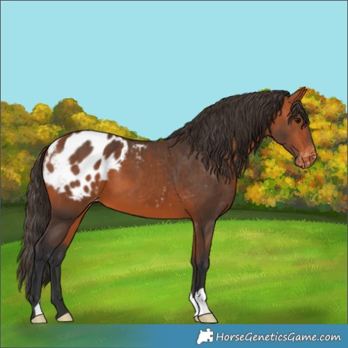 Horse Color:Bay Appaloosa 