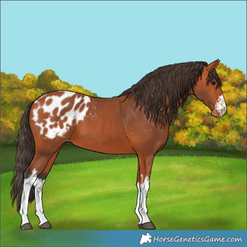 Horse Color:White Spotted Bay Appaloosa 