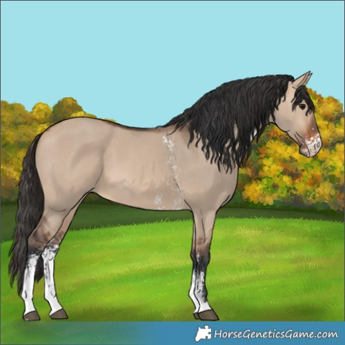 Horse Color:Bay Dun Sabino