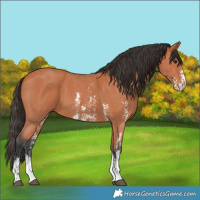Horse Color:Bay Sabino 