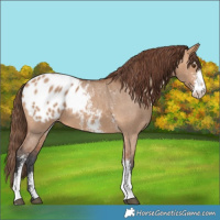 Horse Color:Bay Dun Sabino Blanket 