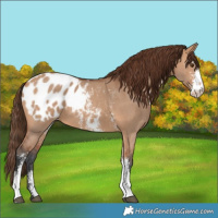 Horse Color:Bay Dun Sabino Appaloosa