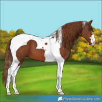 Horse Color:Chestnut Tobiano 