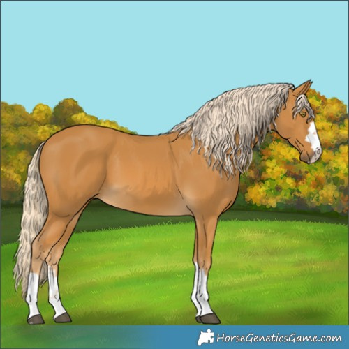 Horse Color:Palomino 