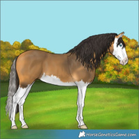 Horse Color:Buckskin Splash 