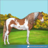 Horse Color:Chestnut Tobiano Frame 