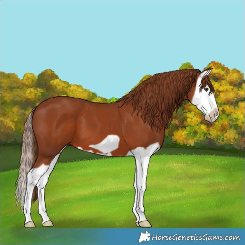 Horse Color:Chestnut Splash Frame 