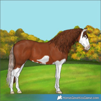 Horse Color:Chestnut Splash Frame 