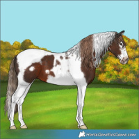 Horse Color:Liver Chestnut Splash Tobiano Frame 