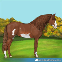 Horse Color:Chestnut Frame 